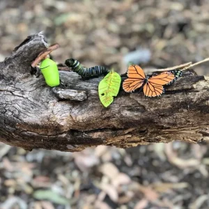 Animal Life Cycle -Best montessori toys