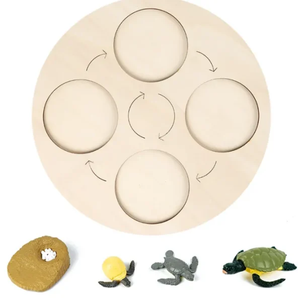 Animal life cycle with Wooden plate - Best montessori toys