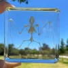 Bat Skeleton in Resin - Best Montessori