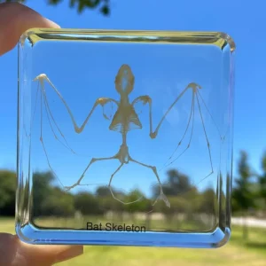 Bat Skeleton in Resin - Best Montessori