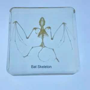 Bat Skeleton in Resin - Best Montessori