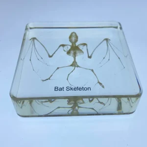 Bat Skeleton in Resin - Best Montessori