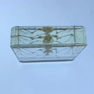 Bat Skeleton in Resin - Best Montessori