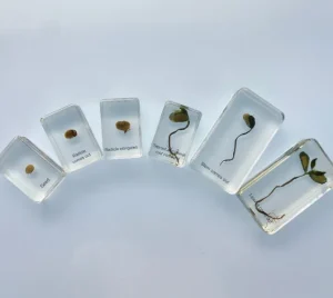 Bean Life Cycle in Resin - Best Montessori