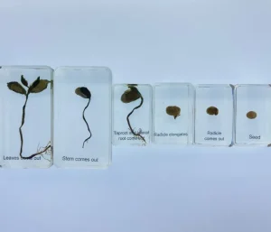 Bean Life Cycle in Resin - Best Montessori