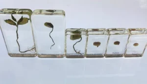 Bean Life Cycle in Resin - Best Montessori