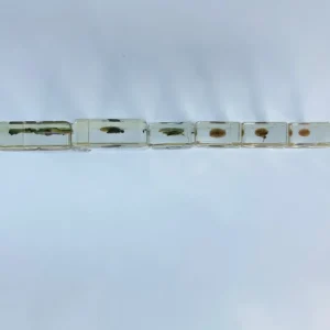 Bean Life Cycle in Resin - Best Montessori