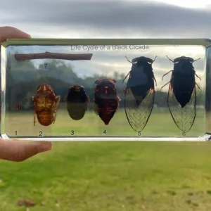 Black Cicada Life Cycle in Resin - Best Montessori Educational Toys