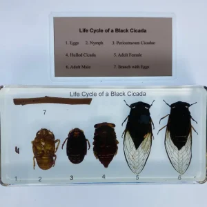 Black Cicada Life Cycle in Resin - Best Montessori Educational Toys