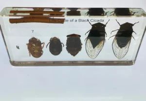 Black Cicada Life Cycle in Resin - Best Montessori Educational Toys