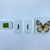 4 Blocks Butterfly life Cycle in Resin - Best Montessori