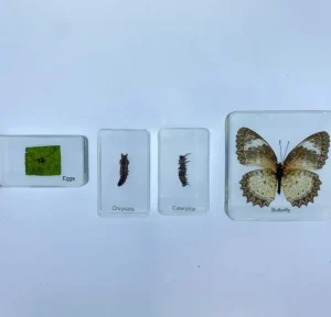 4 Blocks Butterfly life Cycle in Resin - Best Montessori