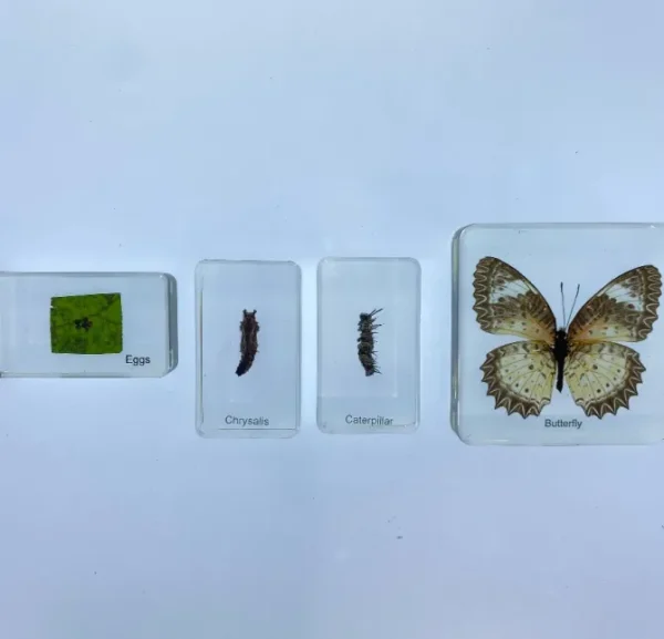 4 Blocks Butterfly life Cycle in Resin - Best Montessori