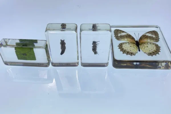 4 Blocks Butterfly life Cycle in Resin - Best Montessori