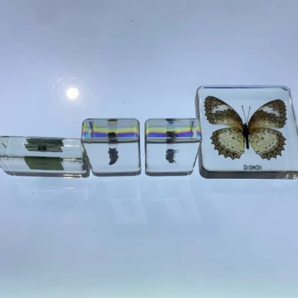 4 Blocks Butterfly life Cycle in Resin - Best Montessori