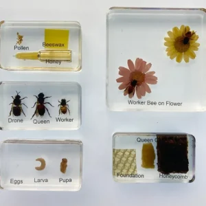 5 blocks Honey bee life cycle in resin - Best Montessori