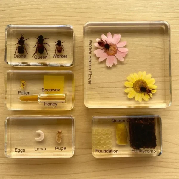 5 blocks Honey bee life cycle in resin - Best Montessori