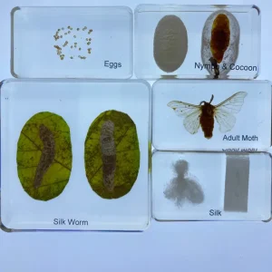 5 Blocks Silkworm life cycle in Resin- Best Montessori