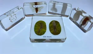 5 Blocks Silkworm life cycle in Resin- Best Montessori