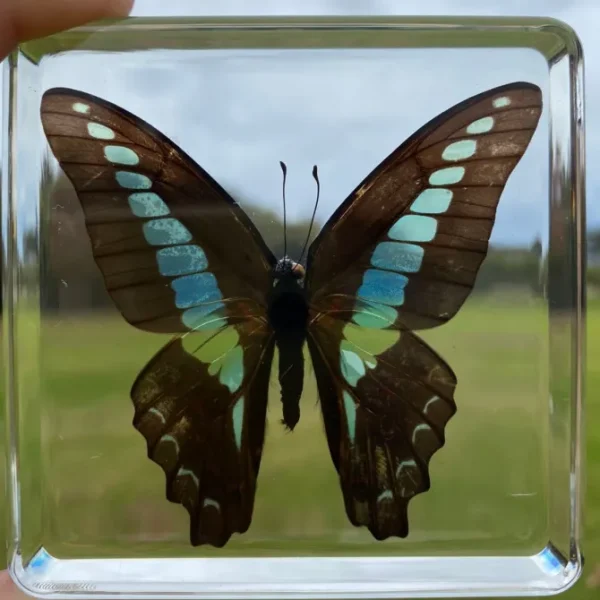 Butterflies and Dragonfly in resin- Best montessori toys