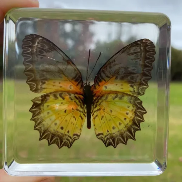 Butterflies and Dragonfly in resin- Best montessori toys