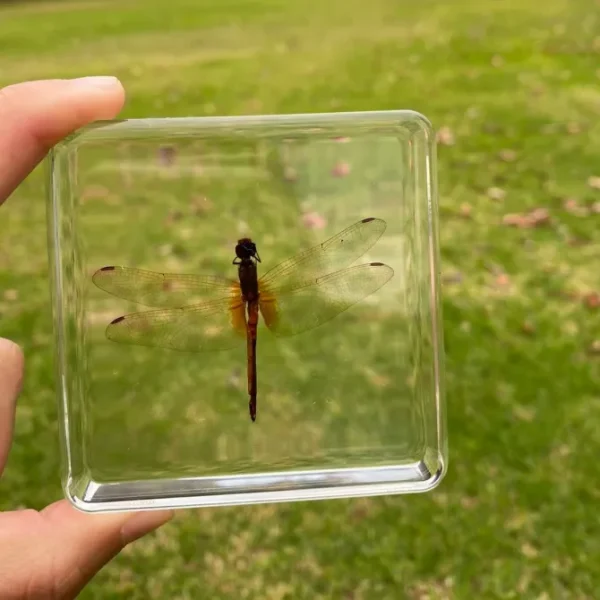 Butterflies and Dragonfly in resin- Best montessori toys