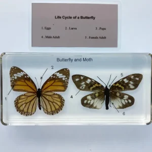 Butterfly and Moth in Resin - Best Montessori Educational Toys