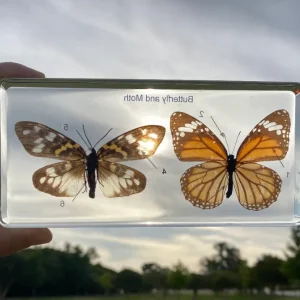 Butterfly and Moth in Resin - Best Montessori Educational Toys