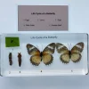 Butterfly Life Cycle In resin - Best Montessori