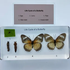 Butterfly Life Cycle In resin - Best Montessori