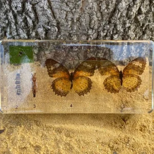 Butterfly Life Cycle In resin - Best Montessori