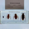 Cockroach Life Cycle in Resin - Best Montessori