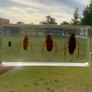 Cockroach Life Cycle in Resin - Best Montessori