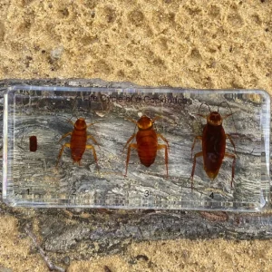 Cockroach Life Cycle in Resin - Best Montessori