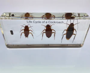 Cockroach Life Cycle in Resin - Best Montessori