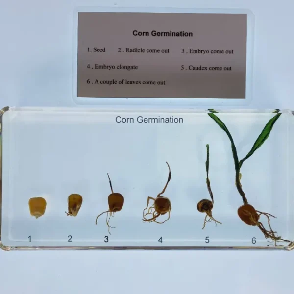 Corn Germination in Resin - Best Montessori