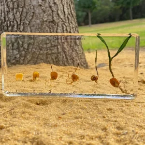 Corn Germination in Resin - Best Montessori