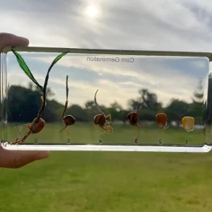 Corn Germination in Resin - Best Montessori