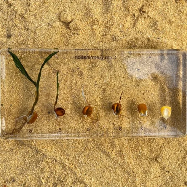 Corn Germination in Resin - Best Montessori