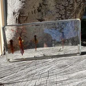 Dragonfly life cycle in Resin - Best Montessori Toys