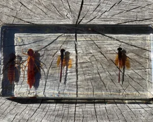 Dragonfly life cycle in Resin - Best Montessori Toys
