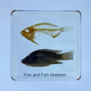 Fish and Fish Skeleton in Resin