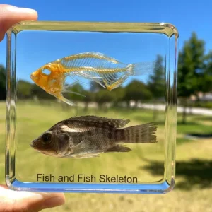 Fish and Fish Skeleton in Resin