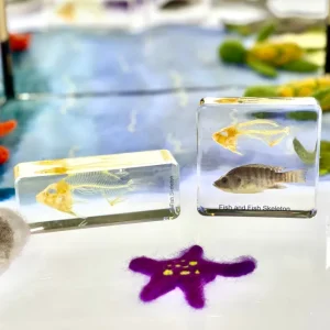 Fish and Fish Skeleton Set In Resin - Best Montessori