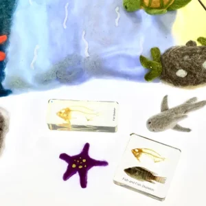 Fish and Fish Skeleton Set In Resin - Best Montessori