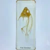 Fish Skeleton In Resin