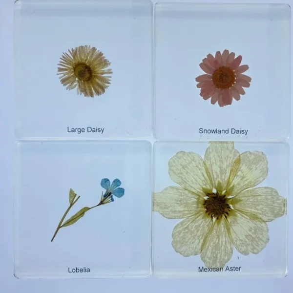 6 Flowers in Resin - Best Montessori Toys