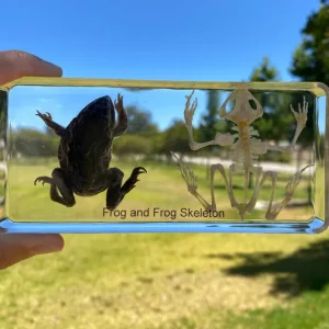 Frog and Frog Skeleton in Resin- Best Montessori