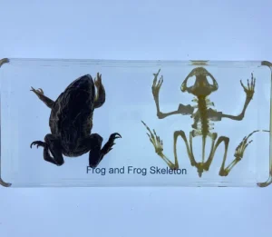 Frog and Frog Skeleton in Resin- Best Montessori