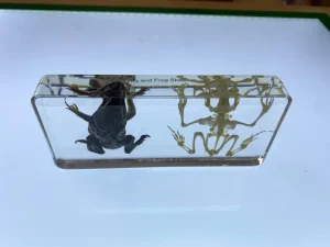 Frog and Frog Skeleton in Resin- Best Montessori